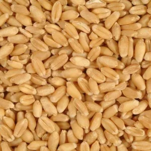 GRAINS